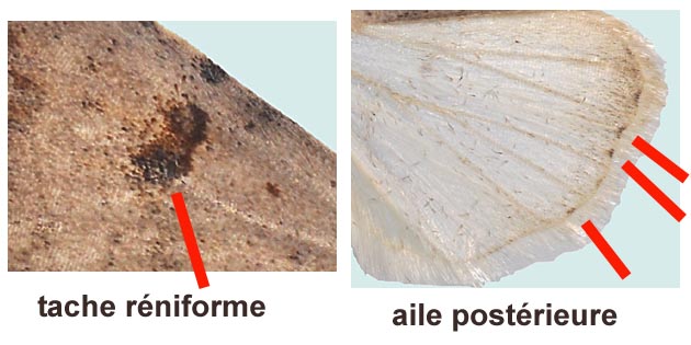 Platyperigea kadenii- Verneuil-sur-Seine (Yvelines), 6 septembre 2004